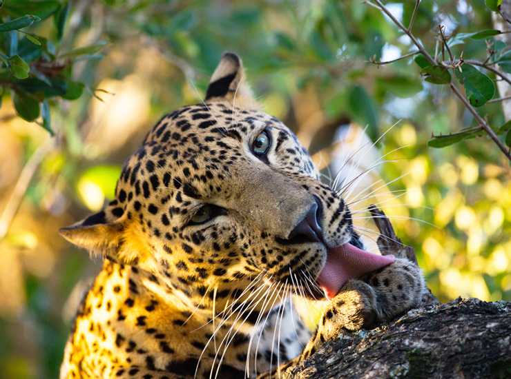 Leopard Safari
