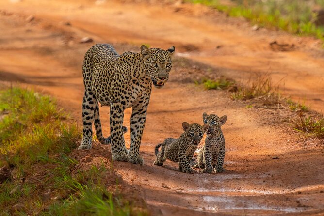 Leopard Safari