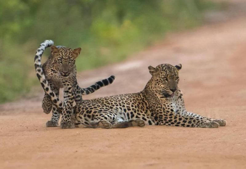 Leopard Safari